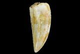 Serrated, Raptor Tooth - Real Dinosaur Tooth #124282-1